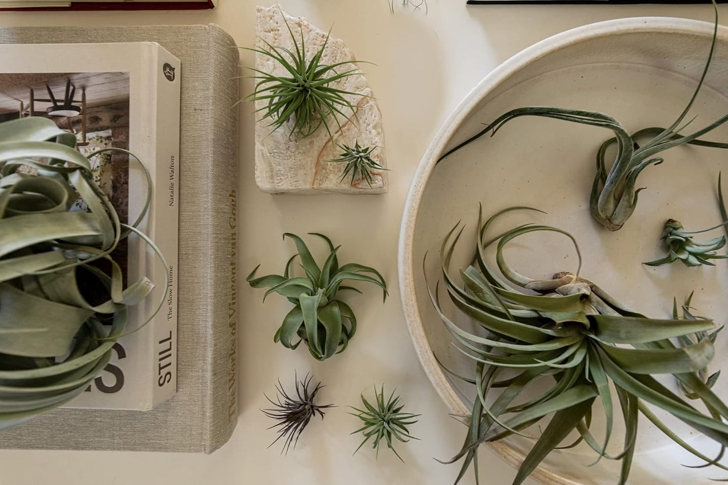 Air Plants Bulk - Tillandsia Variety Wholesale Pack, Regular 1-3" - 25ct - Live Arrival Guaranteed - House Plants for Home Decor & Gift