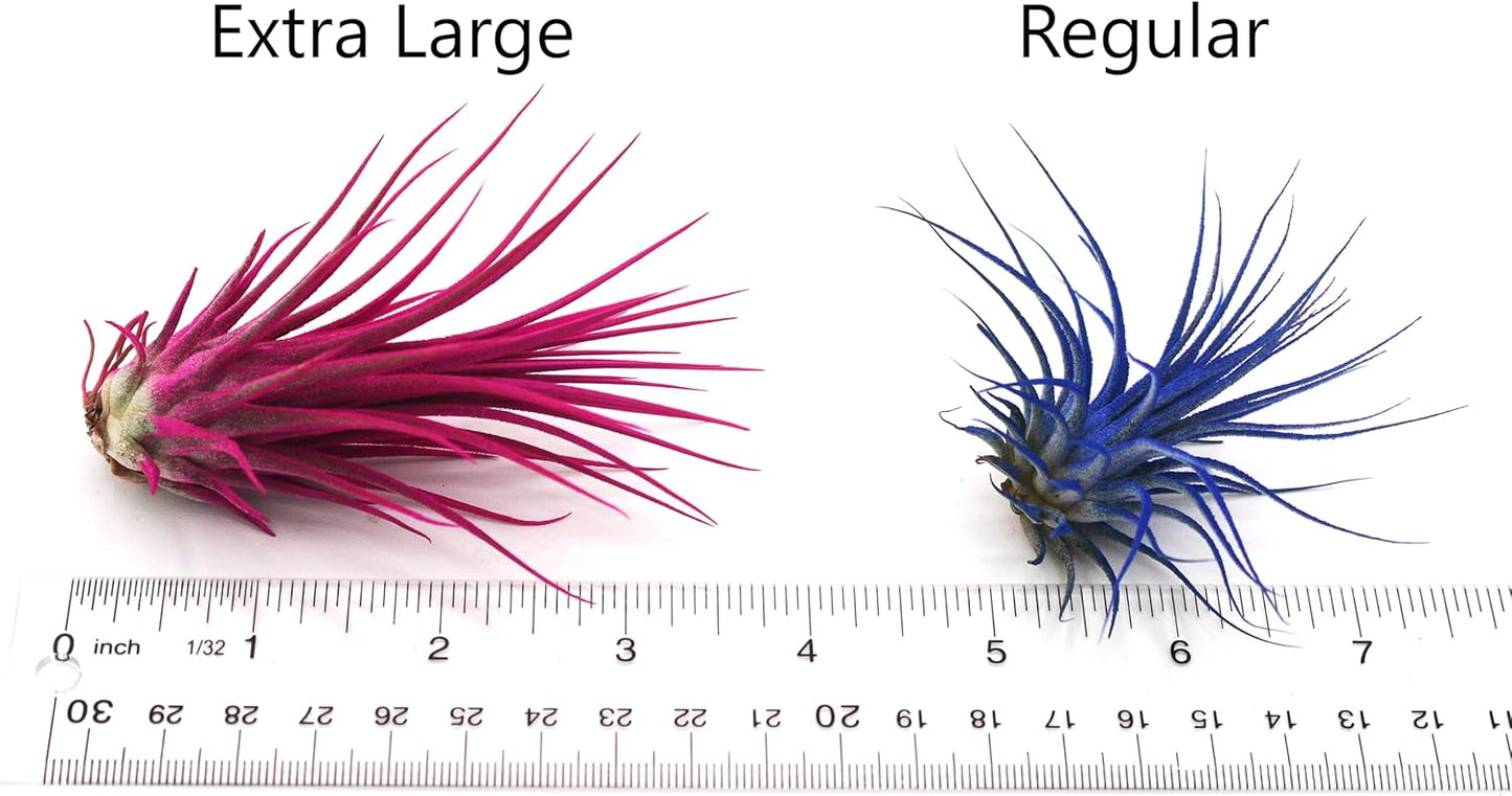 Dyed Tillandsia Ionantha Guatemala Enhanced Colored Colorful Air Plant Live Easy Care Indoor Outdoor Home Decor Gift Airplant by Awesome Industries Live Arrival Guaranteed (Black)