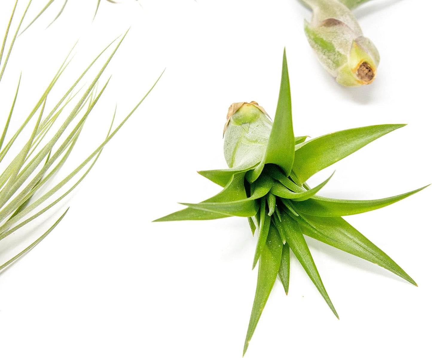 5 Pack of Classic Air Plants Variety - Live Succulent House Plants - Available in Wholesale and Bulk - Home and Garden Decor - Easy Care Indoor/Outdoor Air Plant