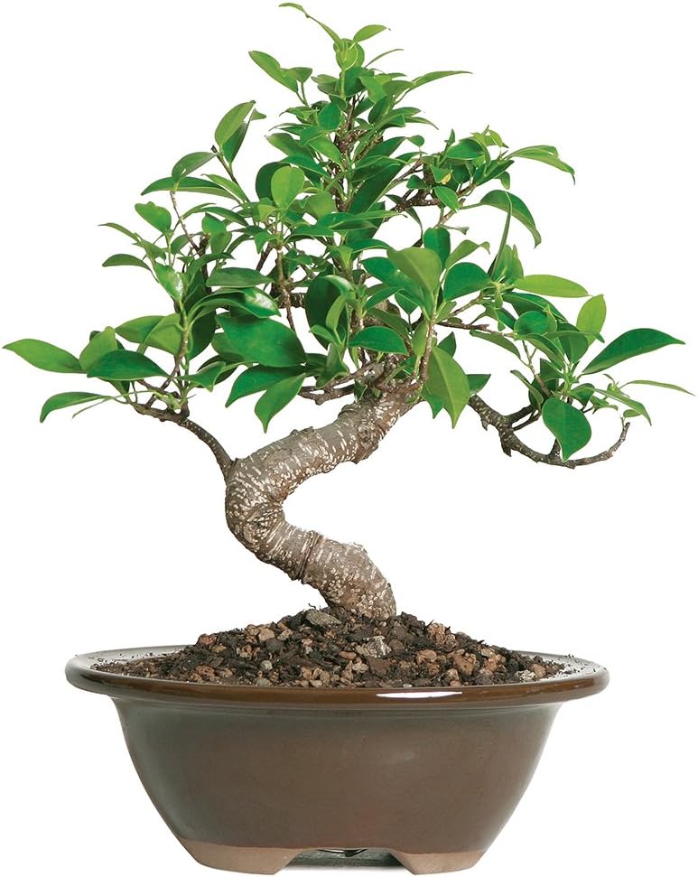 Brussel's Bonsai Live Golden Gate Ficus Indoor Bonsai Tree - Small, 4 Years, 5 to 8 In - Live Bonsai Tree in Ceramic Bonsai Pot