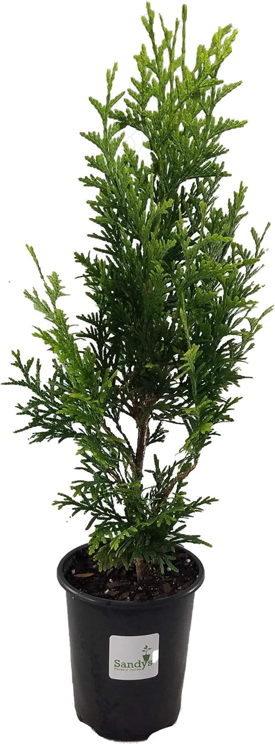 Thuja Green Giant Arborvitae Lot of 4, Quart Pot