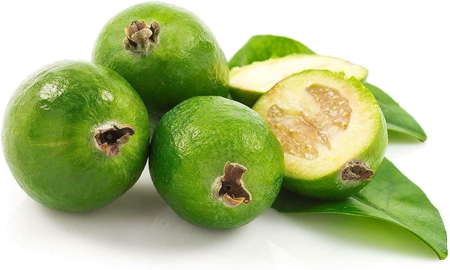 Pineapple Guava Plant - 5 Live 4 Inch Plants - Feijoa Sellowiana - Edible Flowers and Fruit