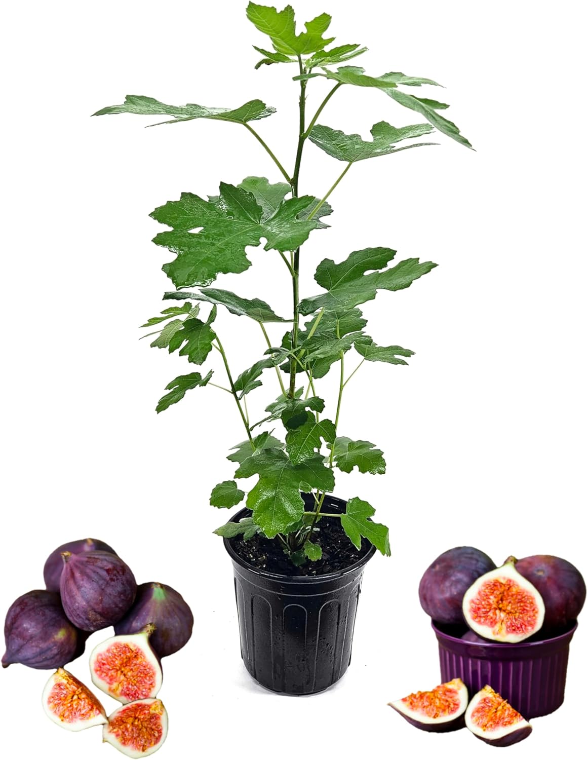 Celeste Fig Tree, Live Plant in 6-Inch Pot, Sweet Fruit Bearing Plant