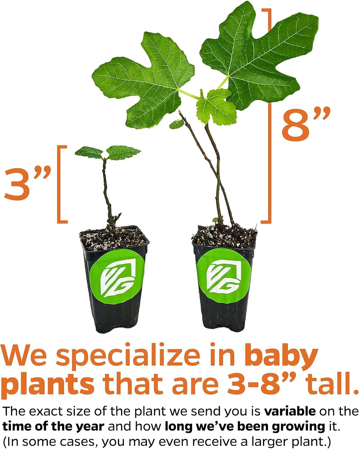 Celeste Fig Tree Live Plant - Honey/Sugar Fig - Ficus carica by Wellspring Gardens - Starter Plant Ideal for Gardens & Containers - Great for Indoor Houseplants, Outdoor Landscaping & Garden Planting