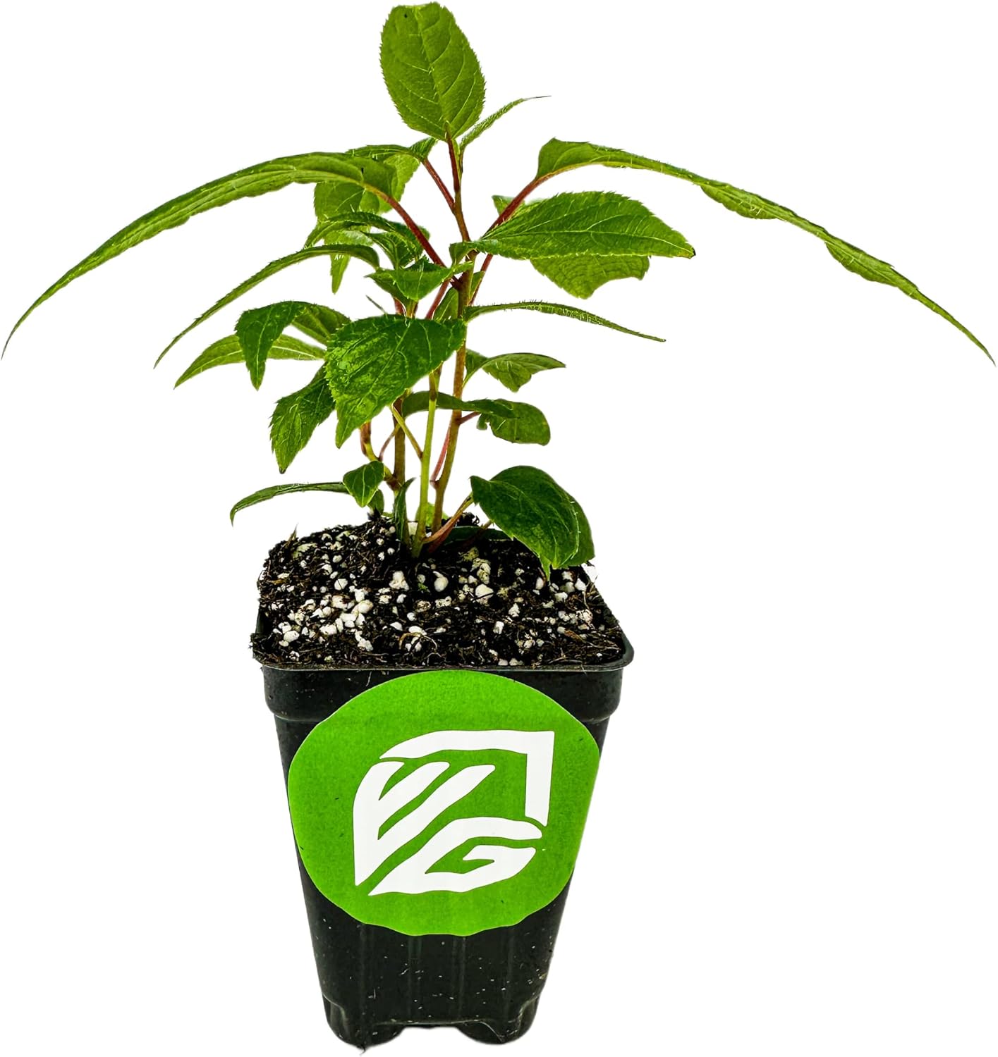 Prolific Hardy Kiwi Live Plant - Self-Fertile Actinidia Arguta Vine, Wellspring Gardens Starter Plant, Cold Tolerant, Smooth Grape-Sized Fruit, Pollinates Female Kiwi Vines, Ideal for Trellis