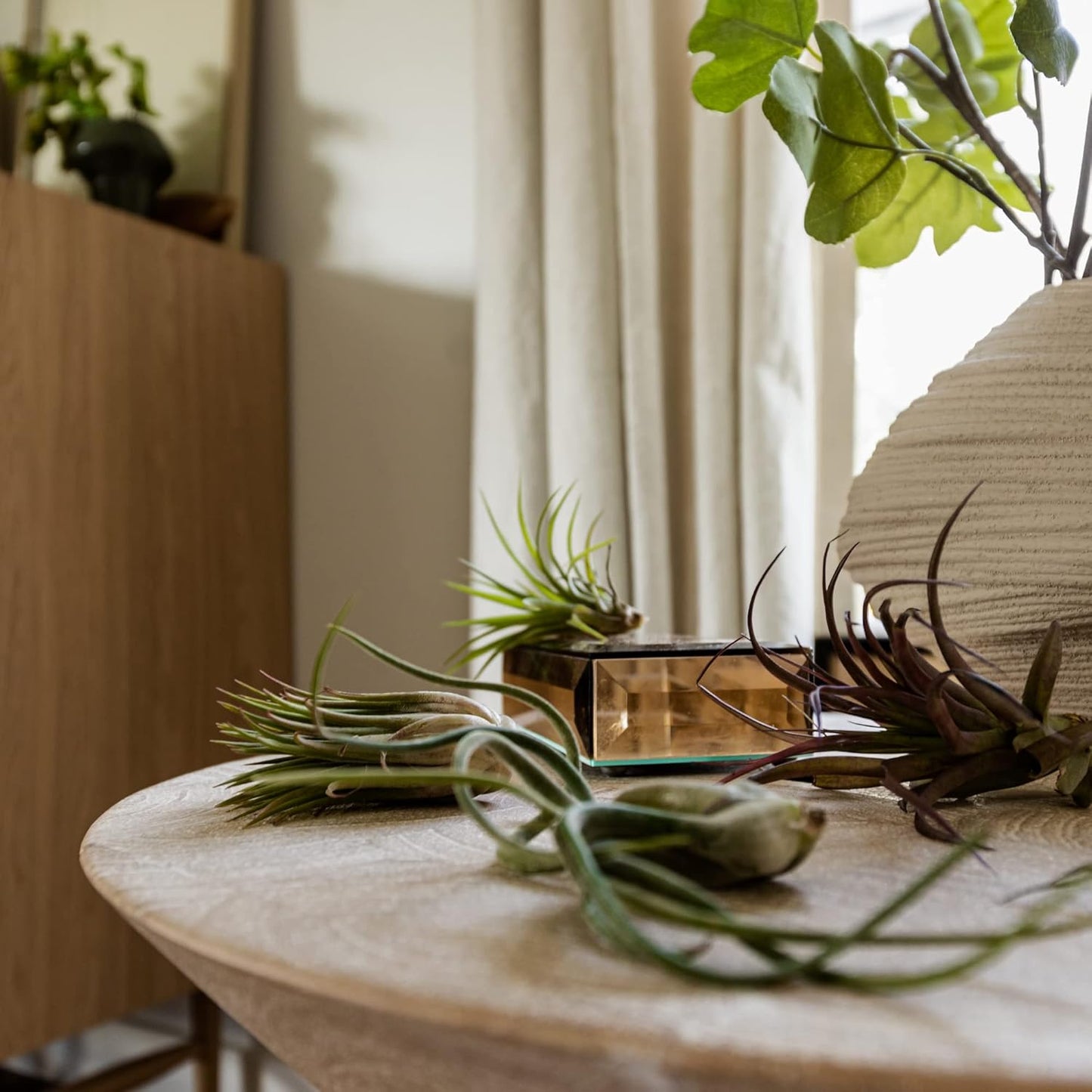 Air Plants Bulk - Tillandsia Variety Wholesale Pack, Regular 1-3" - 25ct - Live Arrival Guaranteed - House Plants for Home Decor & Gift