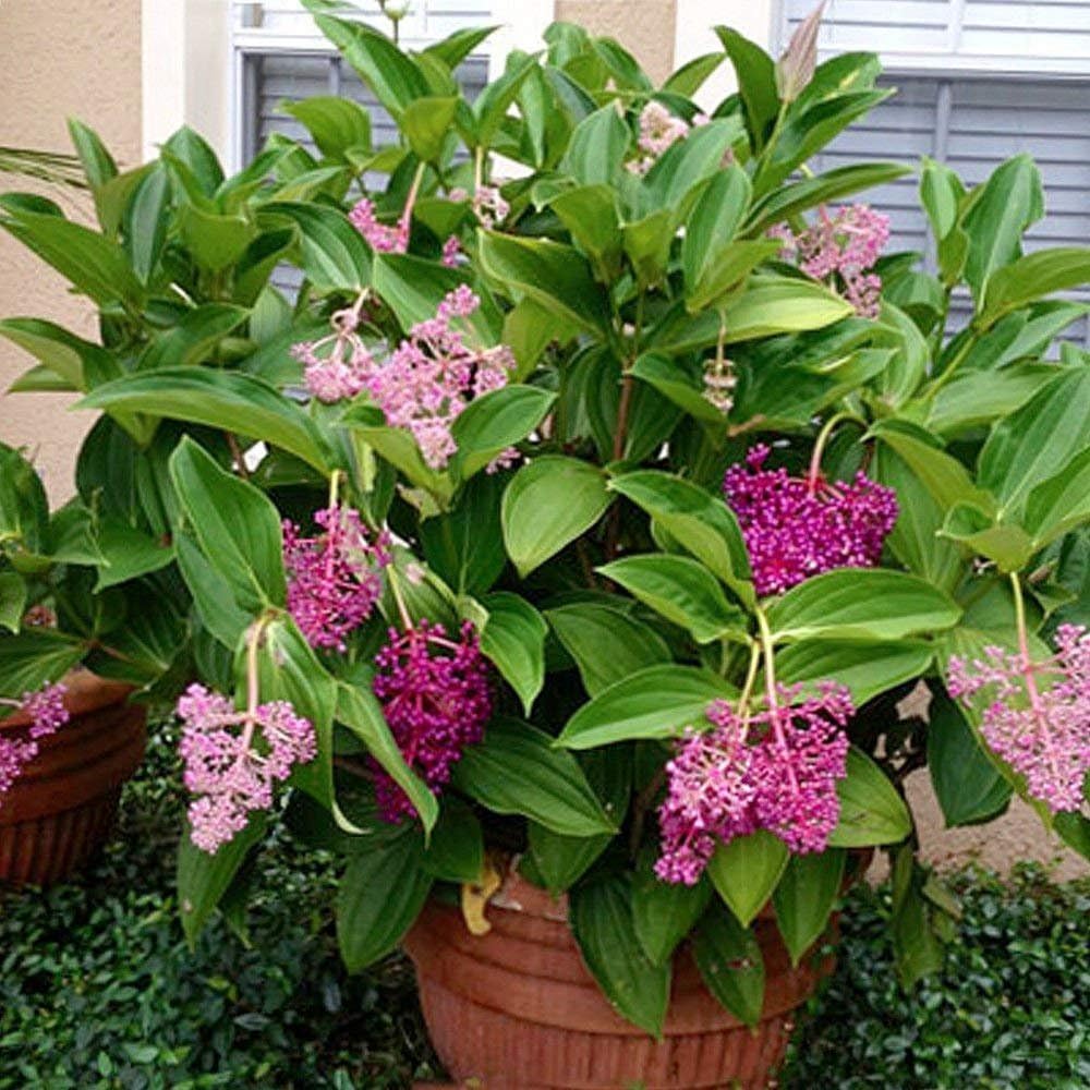 Malaysian Orchid Live Flowering Plant - Medinilla myriantha by Wellspring Gardens - Thriving Medinilla Starter Plant for Indoor or Outdoor Gardens - Vibrant Blooms, Ideal for Enthusiastic Gardeners