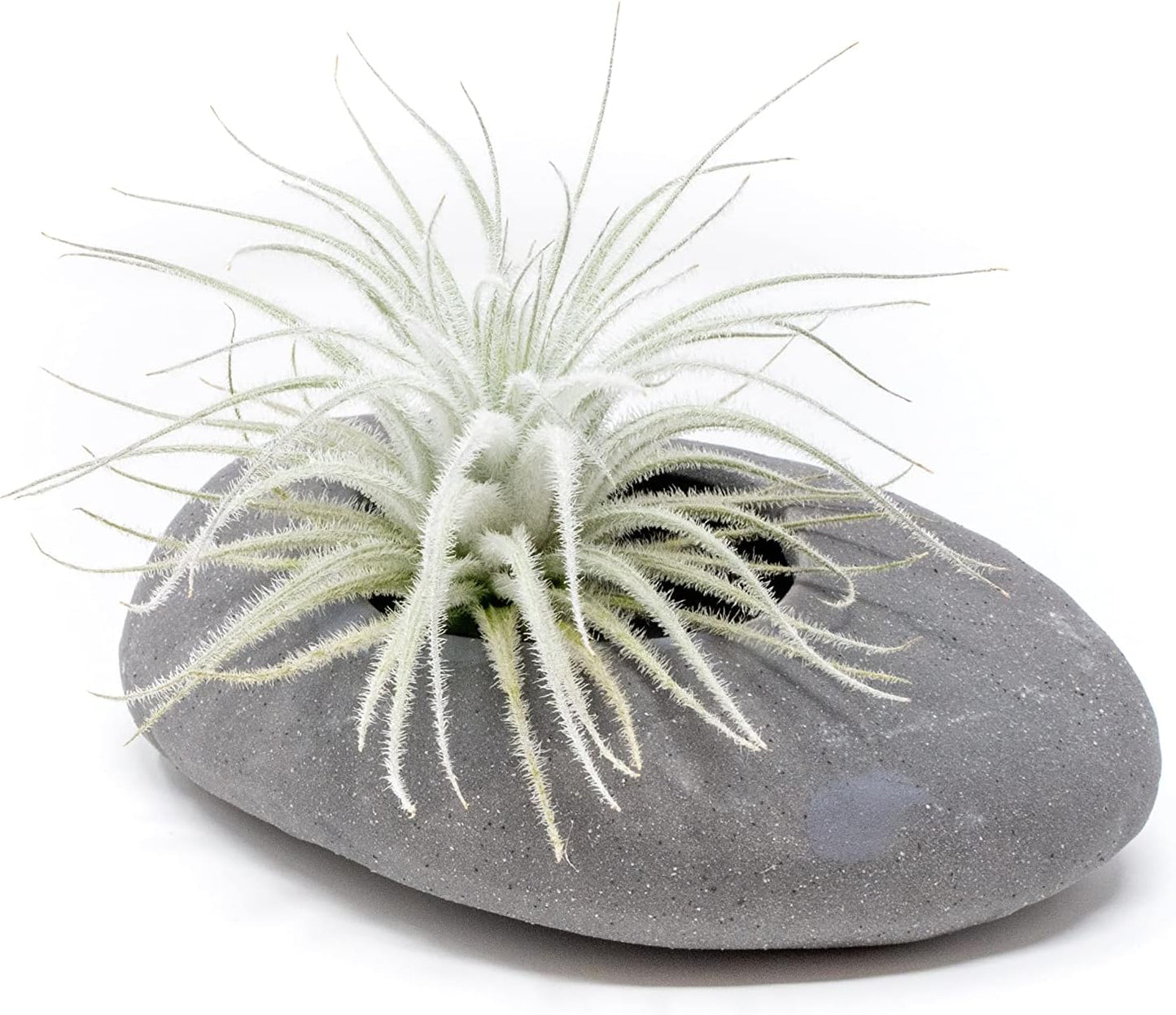 Air Plant Shop 25 Pack Rare Tectorum Ecuador Air Plants - Unique, Bright White, Nursery-Grown Tillandsia House Plant with Fuzzy Trichomes for Terrariums, Driftwood & Living Walls - Wholesale