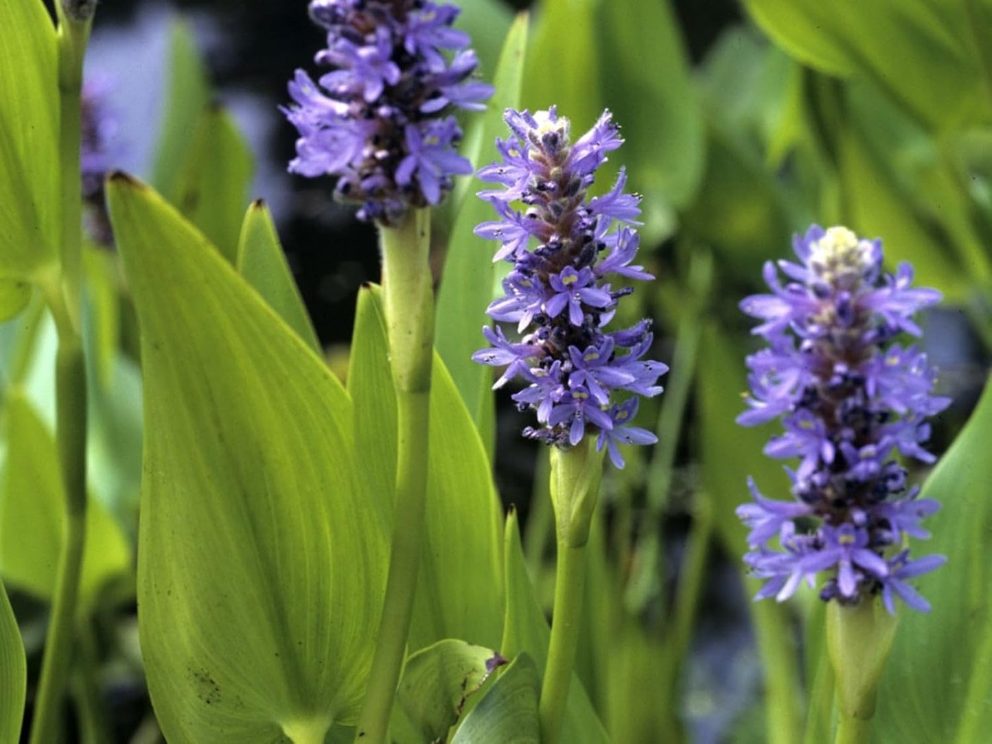 Pickerel Rush Live Pond Plant for Water Garden (Blue Pickerel Rush Live, 1)