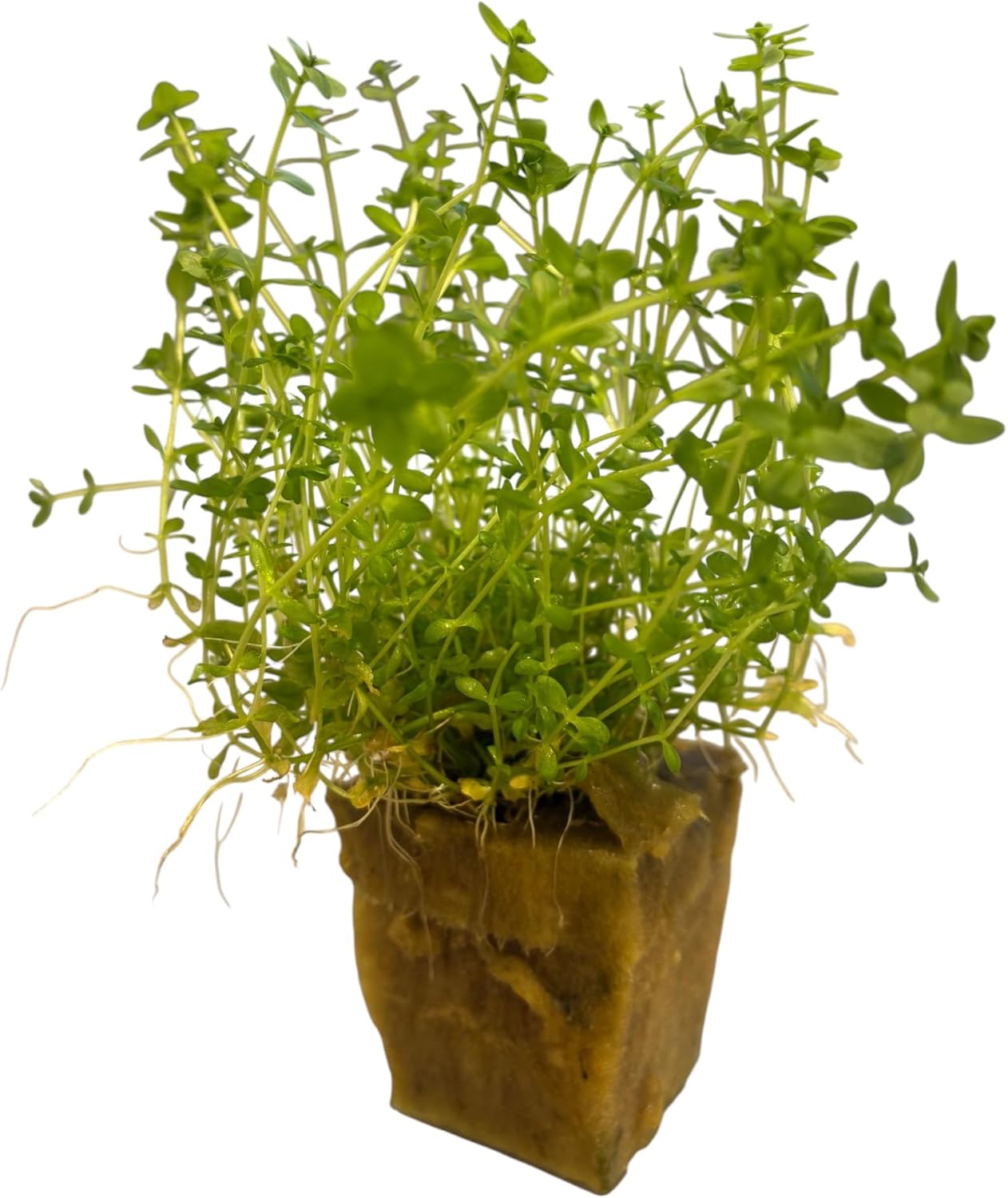 Freshwater Live Aquarium Plants with Roots (Monte Carlo)