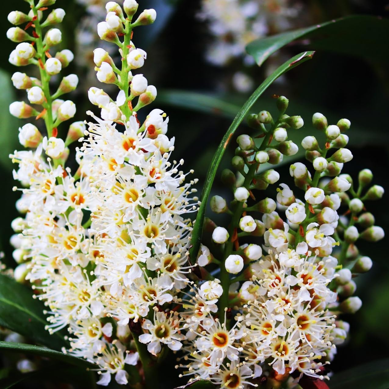 Mediterranean Bay Leaf, Bay Laurel Live Plant. Standard Variety - Laurus Nobilis. Live Plant. Fragrant, Fresh, Edible. Best for Ground Planting Outdoor. (2 Bay Laurel Plants in Cup)