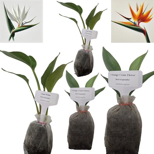 Bird of Paradise - White + Orange - Strelitzia. (2 White + 2 Orange BoP Sacs)