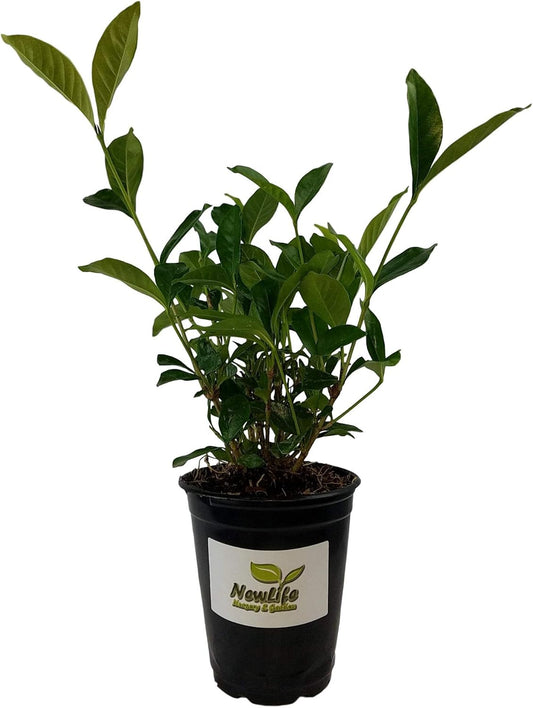 Summer Snow Gardenia - Live Plant - Quart Pot