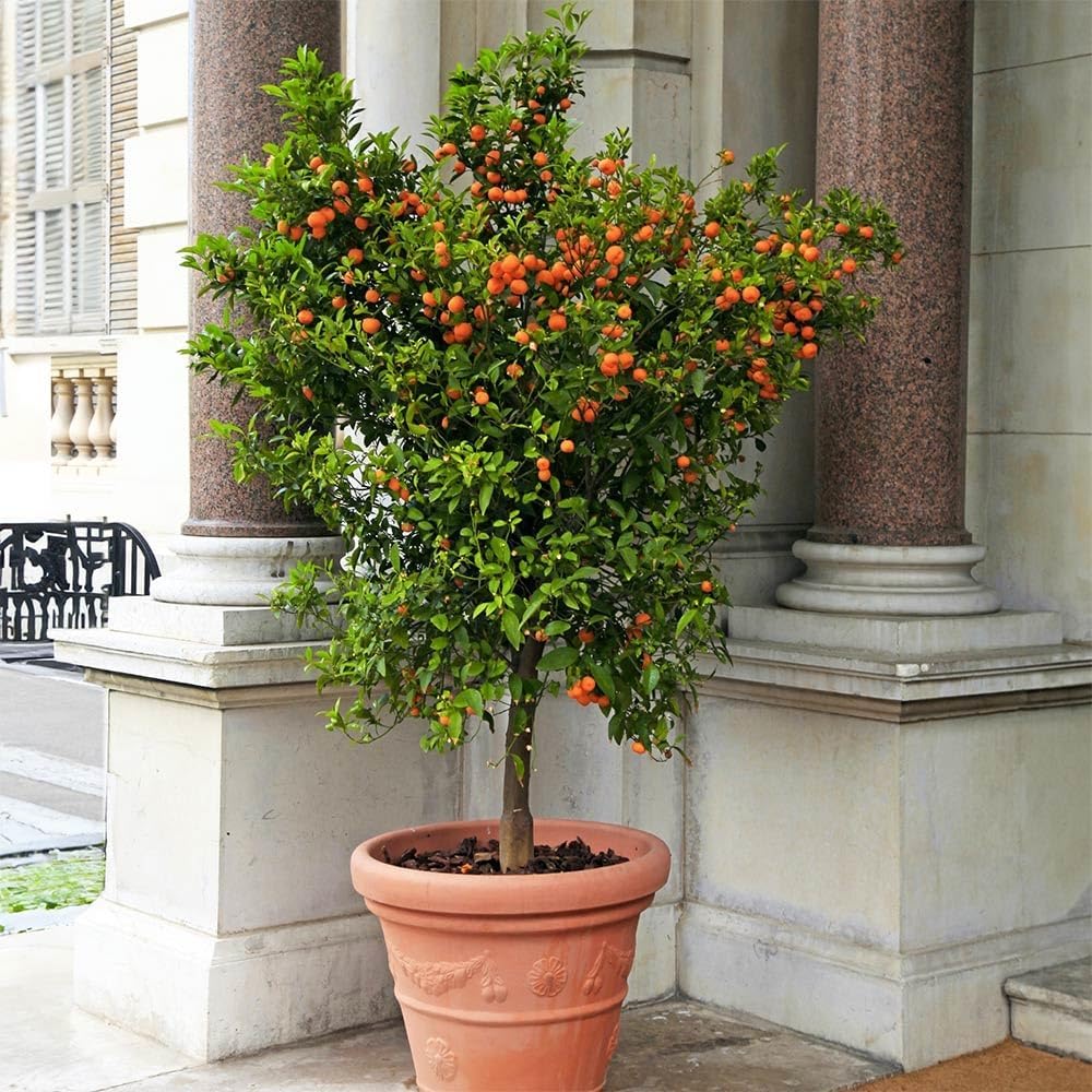 Brighter Blooms - Calamondin Tree, 3-4 Feet - Live Plant - No Shipping to AL, AZ, FL, GA, LA, OR, TX