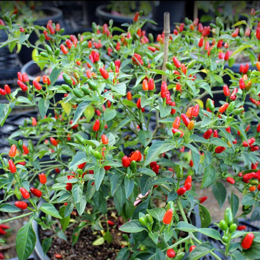 Red Bird Chile Pequin Pepper Live Plants, 100 Days Old Pepper Plant Well Rooted Seedlings, Hot Peppers for Year Round Harvesting