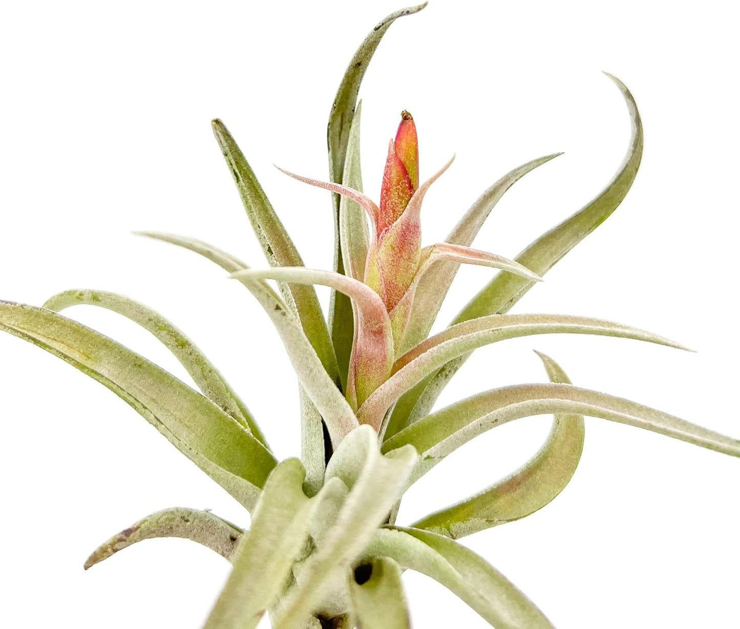 Air Plants - Flowering Tillandsia Harrisii, Large 3-5" - 5ct - Live Arrival Guaranteed - House Plants for Home Decor & Gift