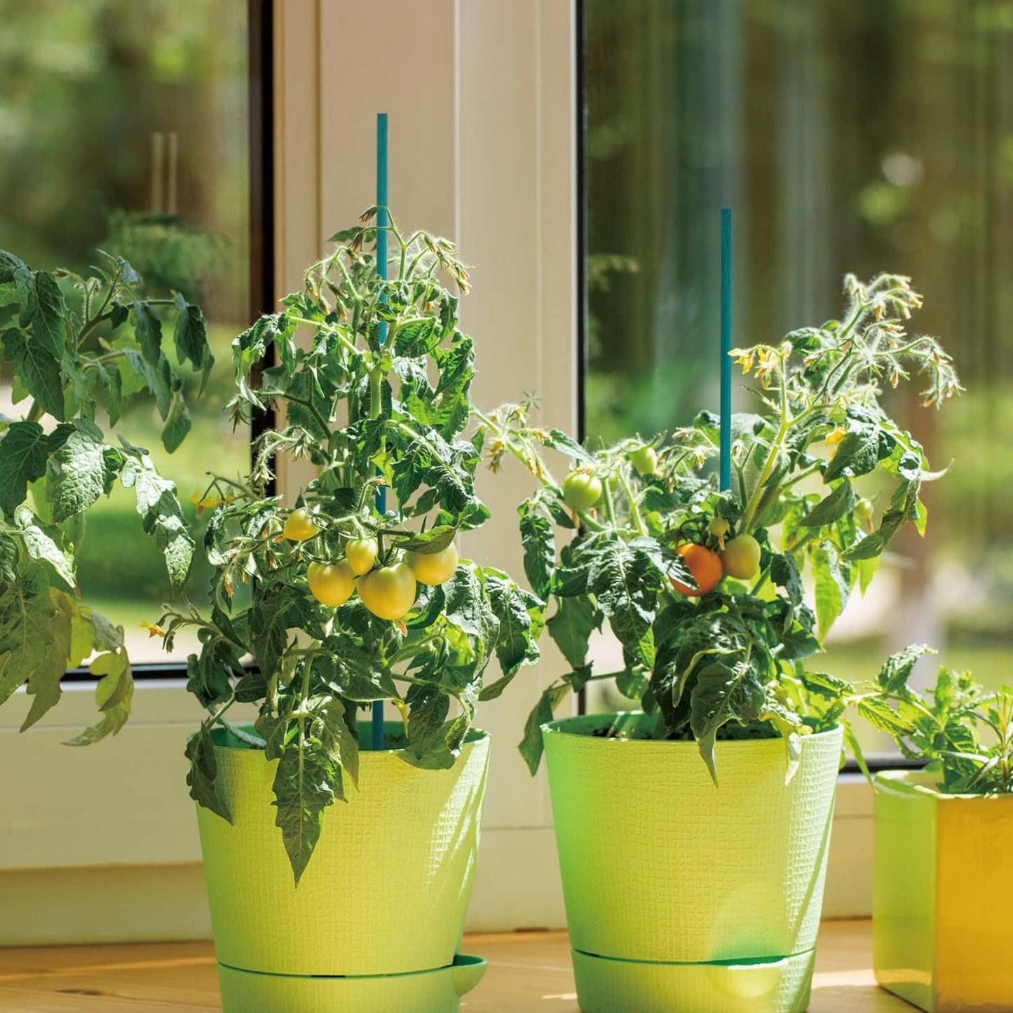 Green Bamboo Sticks Plant Stakes, Plant Support Sticks for Indoor Plants, GAGINANG Sturdy Bamboo Stakes, Floral Plant Support for Indoor and Outdoor Plants 25 Pack（18 Inches）