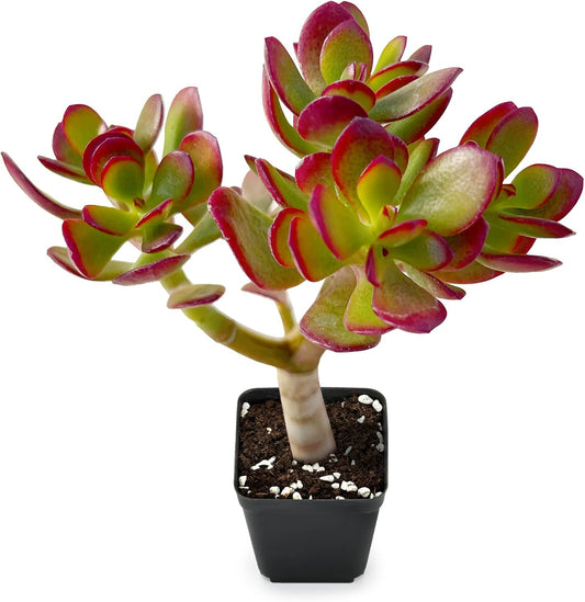 Sprout N Green Dwarf Jade - Crassula Ovata Crosby's Compact, Rare Cute Succulent Plant Fully Rooted in 2" Pot