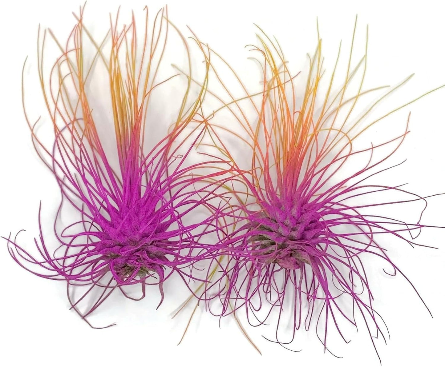 Thin Air Plant, Guatemala Tillandsia Live Airplant, Healthy Arrival Guaranteed, Great Indoor Plant, Home Decor & Gift (2 Rainbow #3)