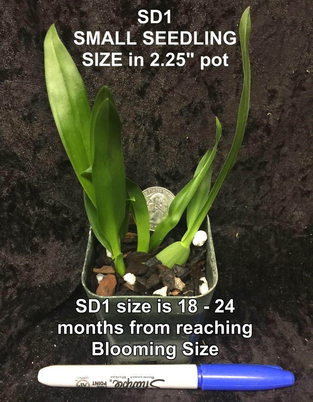 Charles M Fitch Izumi - Spicy Fragrance, Easy to Grow, floriferous (NOT in-Bud/Bloom When Shipped)