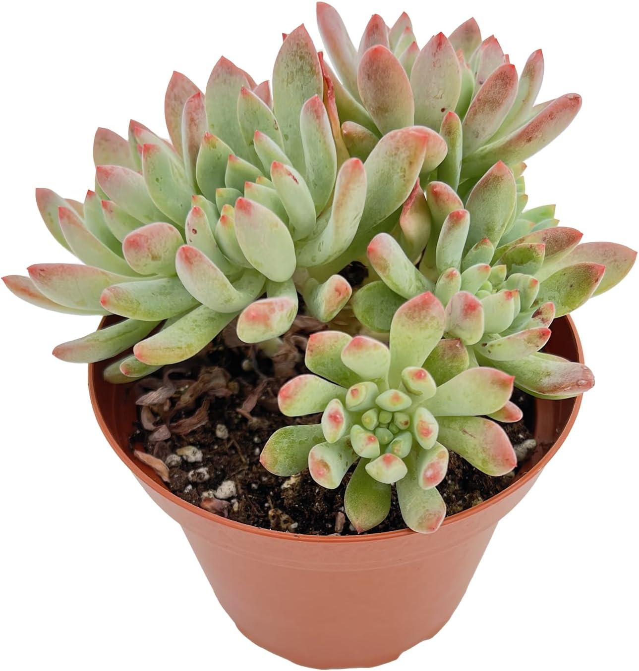 Live Succulent Plants Echeveria 'Blue Apples', Easy Care Potted Succulents, Approx 4" D x 4" H, Indoor Houseplant, Unique Gifts, Home Office Décor