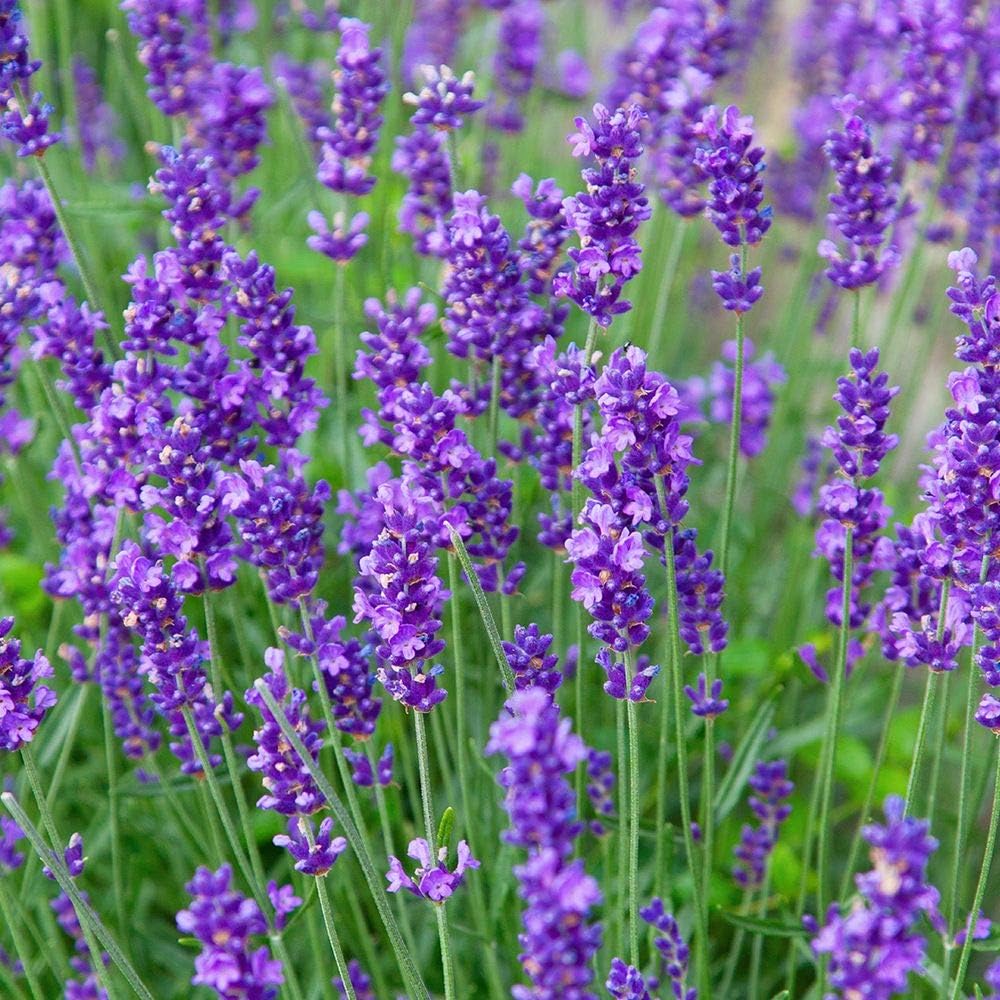 Greenwood Nursery: Live Perennial Plants - Munstead Lavender + Lavandula Angustifolia - [Qty: 3X 3.5 Pots] - (Click for Other Available Plants/Quantities)