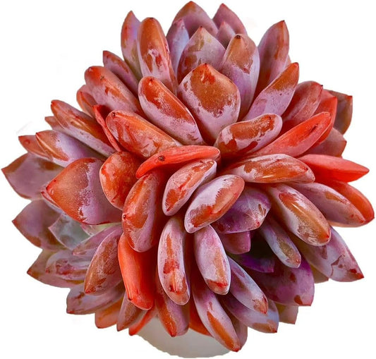 FWPP Succulent Plants Live Echeveria Orange Monroe,3-4 Head 3.5 inches Pink Mini Plants,Bare Root Without Pot Soil Live Plants,Wedding Garden Indoor House Baby Shower Decor Friend Plant Lover Gift