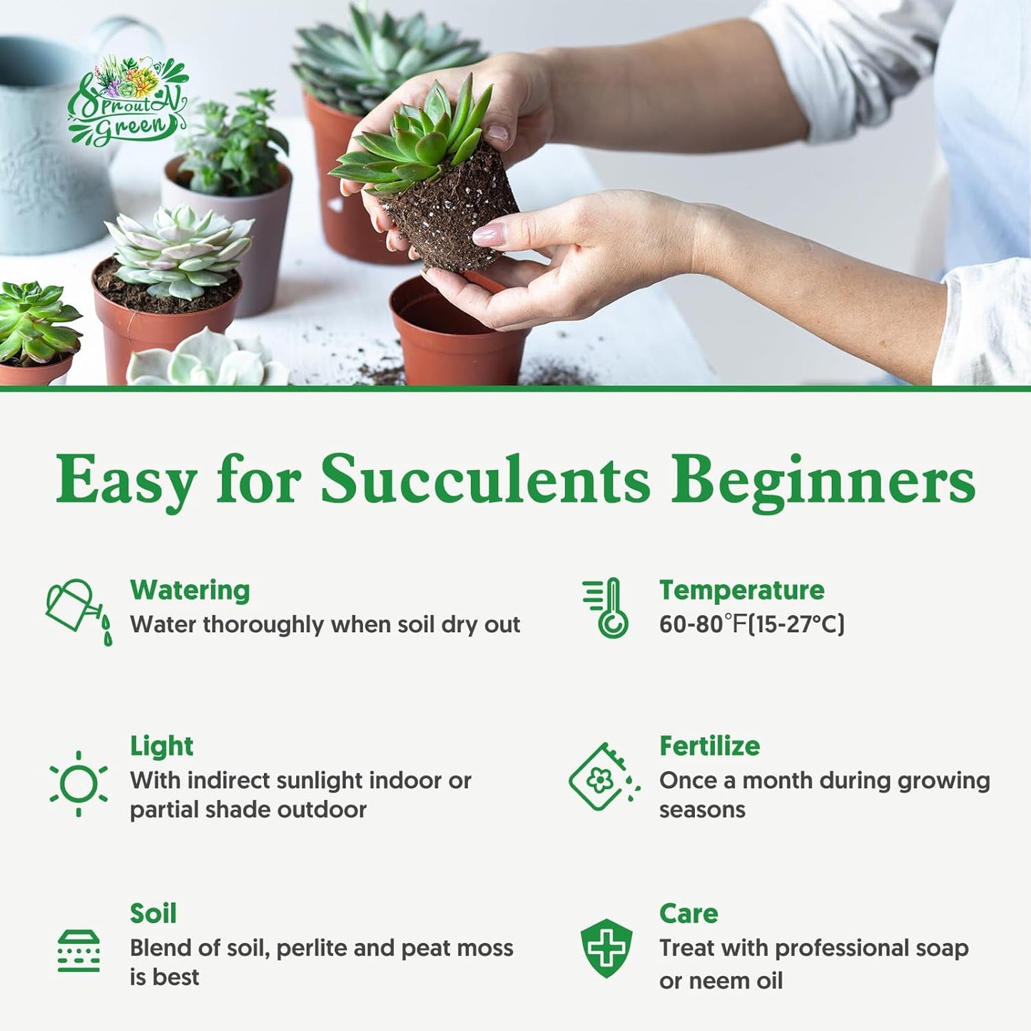 Sprout N Green Crassula pellucida SSP marginalis f rubra, 4in Live Succulent Fully Rooted with Soil Mix, Rare House Plant for Home Holiday Wedding Garden Decor, DIY Projects, Party Favor