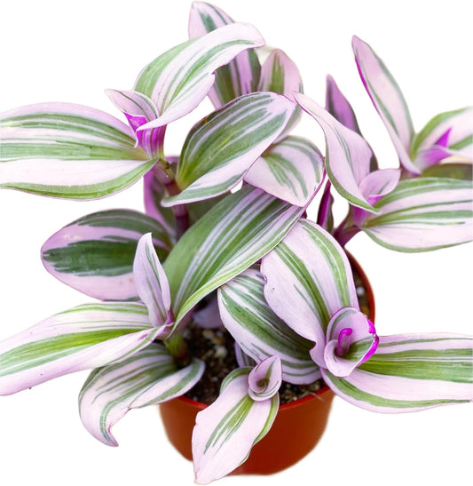 The Succulent Cult Succulents Plants Live Tradescantia Nanouk, Live Succulent, Succulent Plants Fully Rooted, Rare House Plant for Home Office Decoration, DIY Projects, Party Favor Gift