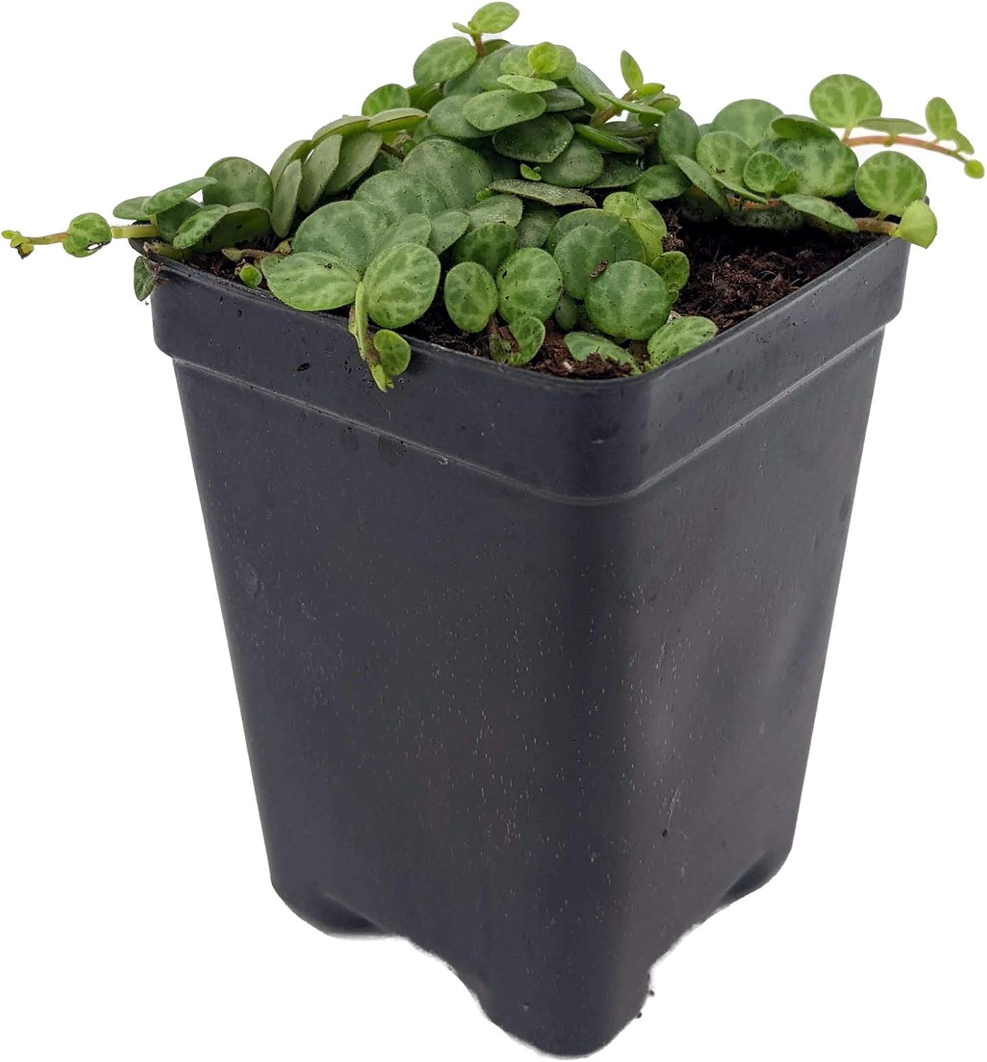 String of Hearts/Turtles/Peace Sign/Cross - Peperomia prostrata- 2.5" Pot