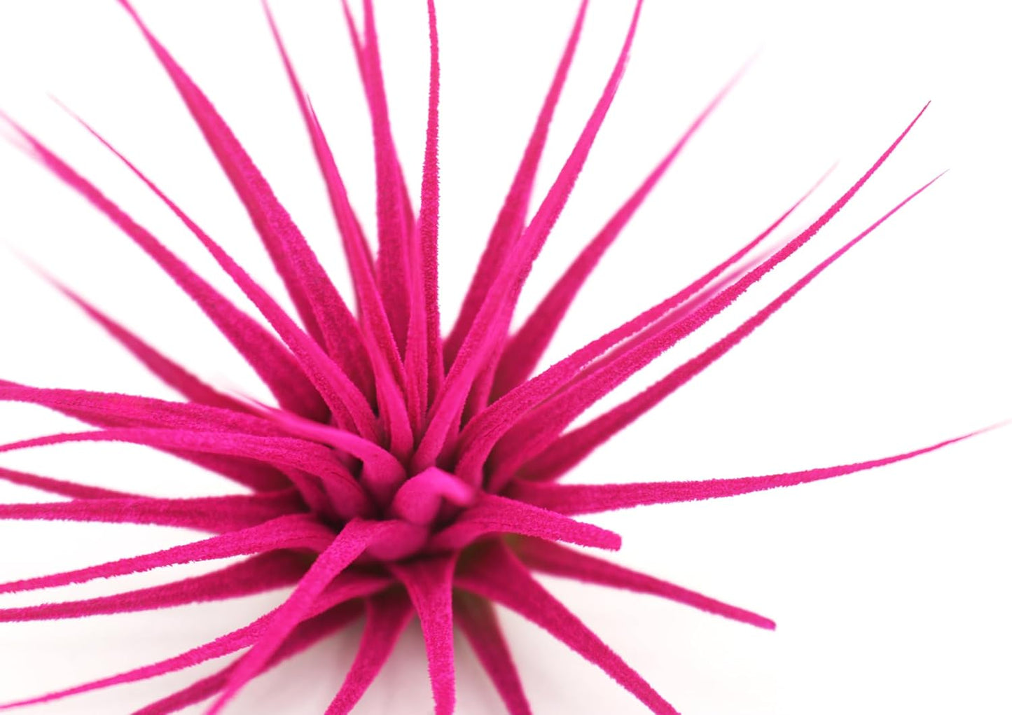 Dyed Tillandsia Ionantha Guatemala Enhanced Colored Colorful Air Plant Live Easy Care Indoor Outdoor Home Decor Gift Airplant by Awesome Industries Live Arrival Guaranteed (Pink)