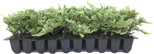 Blue Rug Juniper | 10 Live Plants | Juniperus Horizontalis | Ground Cover Evergreen | Drought Tolerant Landscaping