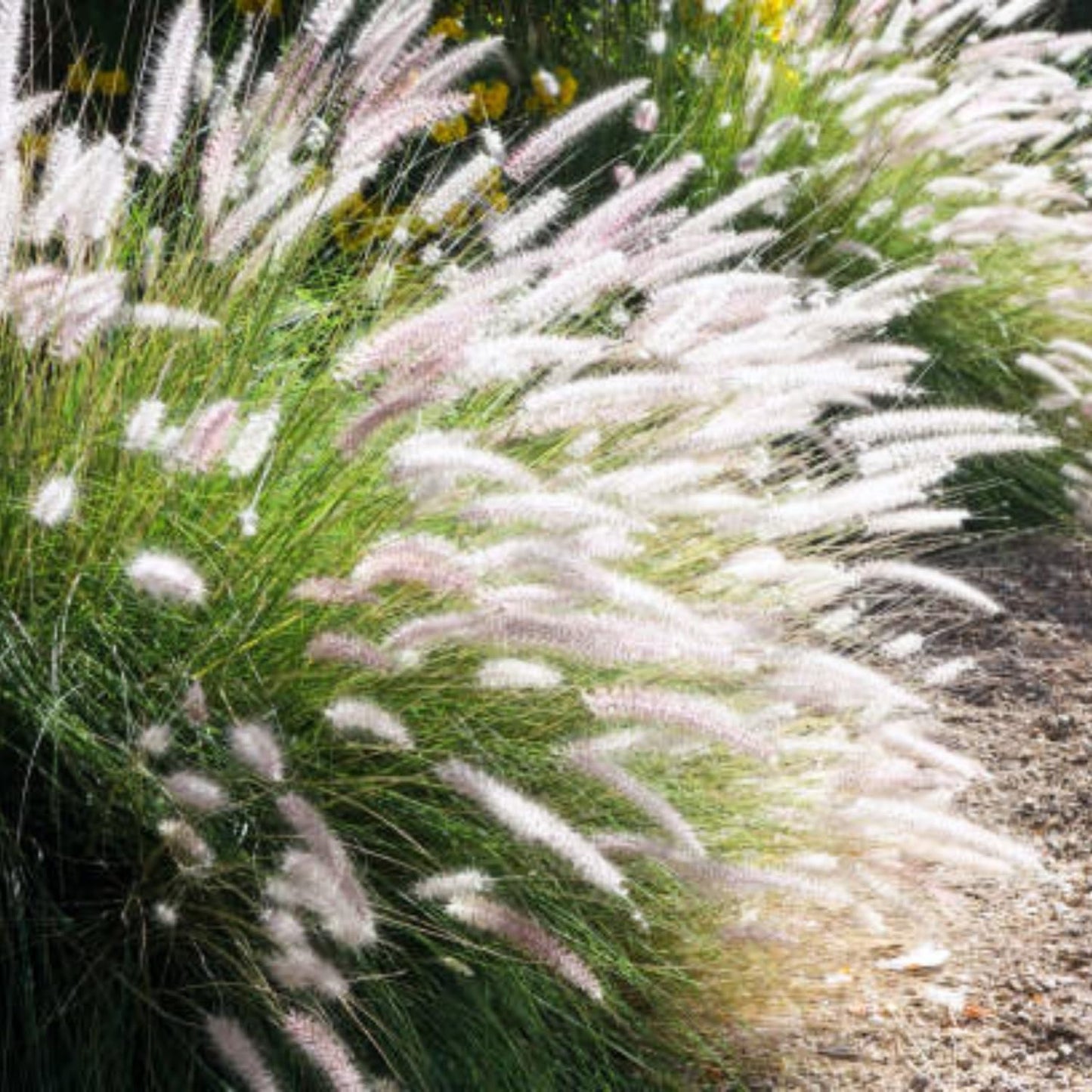 Pack 3 Fountain Grass Plants Live, 5-9 Inch Tall, Ornamental Grasses Live Plants Perennial, Well-Rooted Perennial Grass Clumps (Mix Fountain Grass)