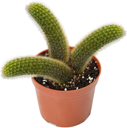 Rare Cactus Plants, 6" Monkey Tail Cactus, Live Succulent Cacti Plants Fully Rooted in Grower Pots, Easy Care House Plant