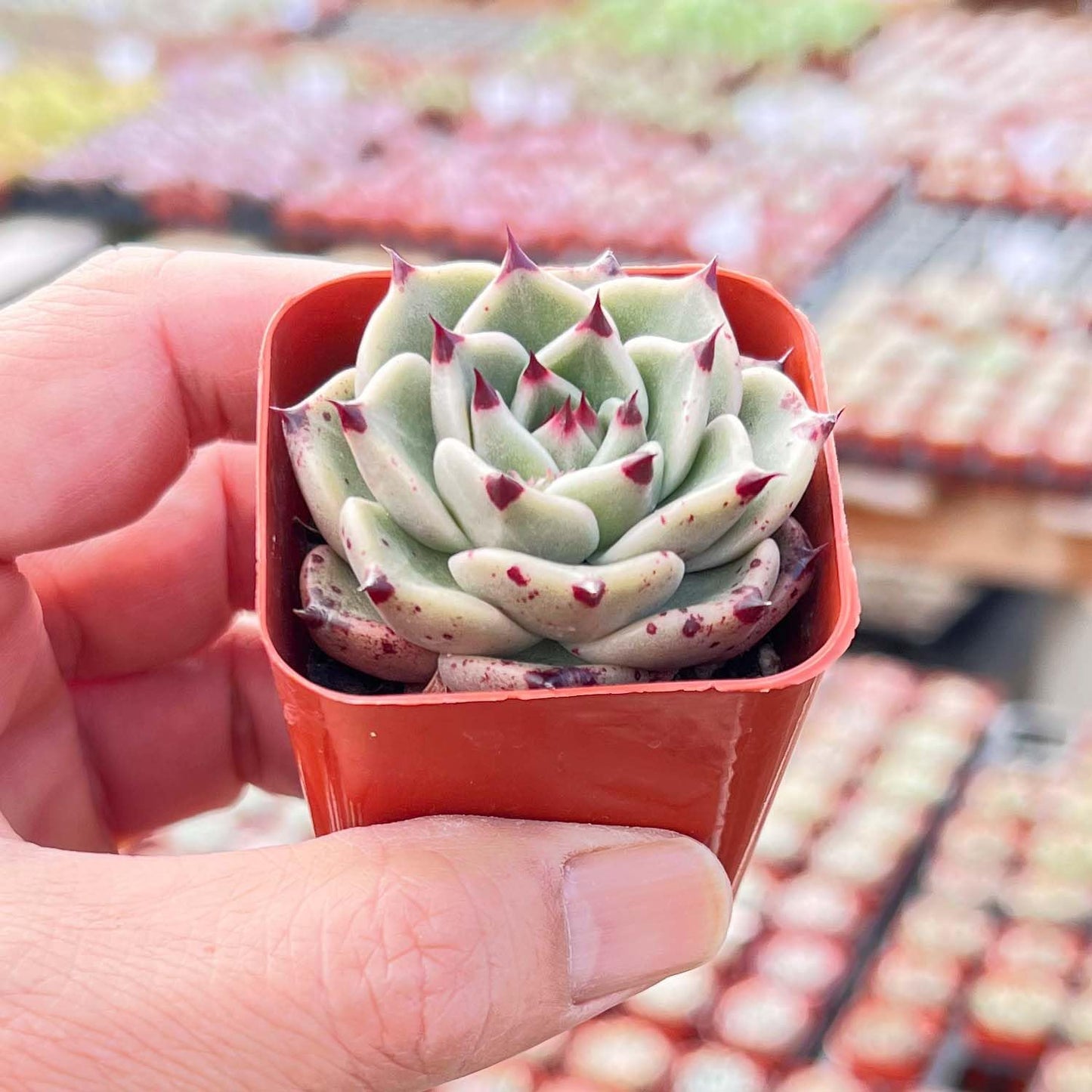 Live Succulent Echeveria Agavoides 'Halloweens', Approx 2-inch Large, Potted Succulents, Fully Rooted, Easy Care House Plants