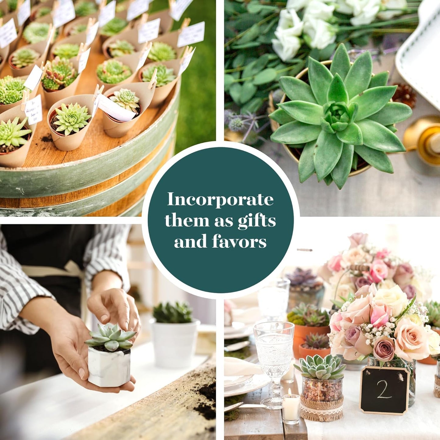 Shop Succulents Rosette Succulent Plant Pack Collection - Live Mini Succulent Plants, Low Maintenance, Floral Shaped Mix of Colors & Textures - Wedding and Party Favors, Gift & Garden, Pack of 100