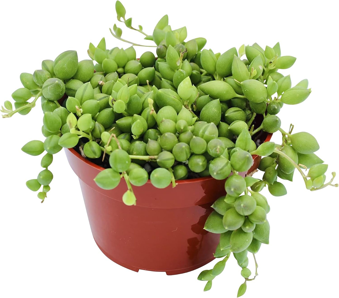 Live Succulent 4" String of Tears, Succulents Plants Live, Succulent Plants Fully Rooted, House Plant for Home Office Decoration, DIY Projects, Party Favor Gift by The Succulent Cult