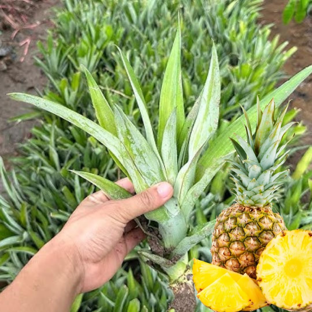 Pineapple Plant Live, Elite Gold Pineapple Tree Shrub Bush, Starter Plant 4-7 Inches Tall, Outdoor Growing, No Pot, Sweet Flavor