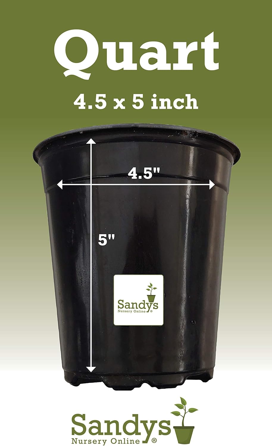 Thuja Evergreen Shrub, Green Giant Arborvitae, Quart Pot