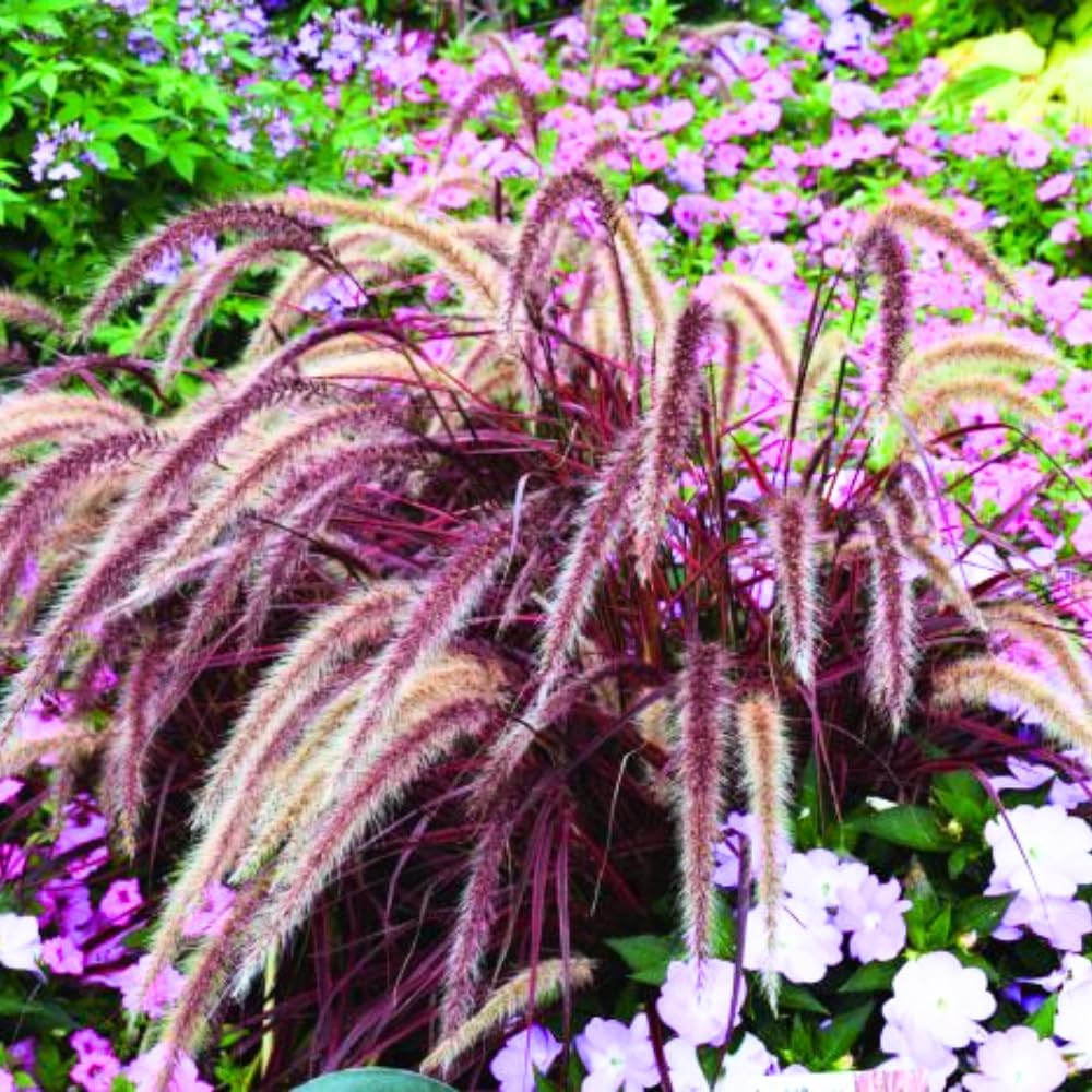 Pack 3 Fountain Grass Plants Live, 5-9 Inch Tall, Ornamental Grasses Live Plants Perennial, Well-Rooted Perennial Grass Clumps (Purple Fountain Grass)