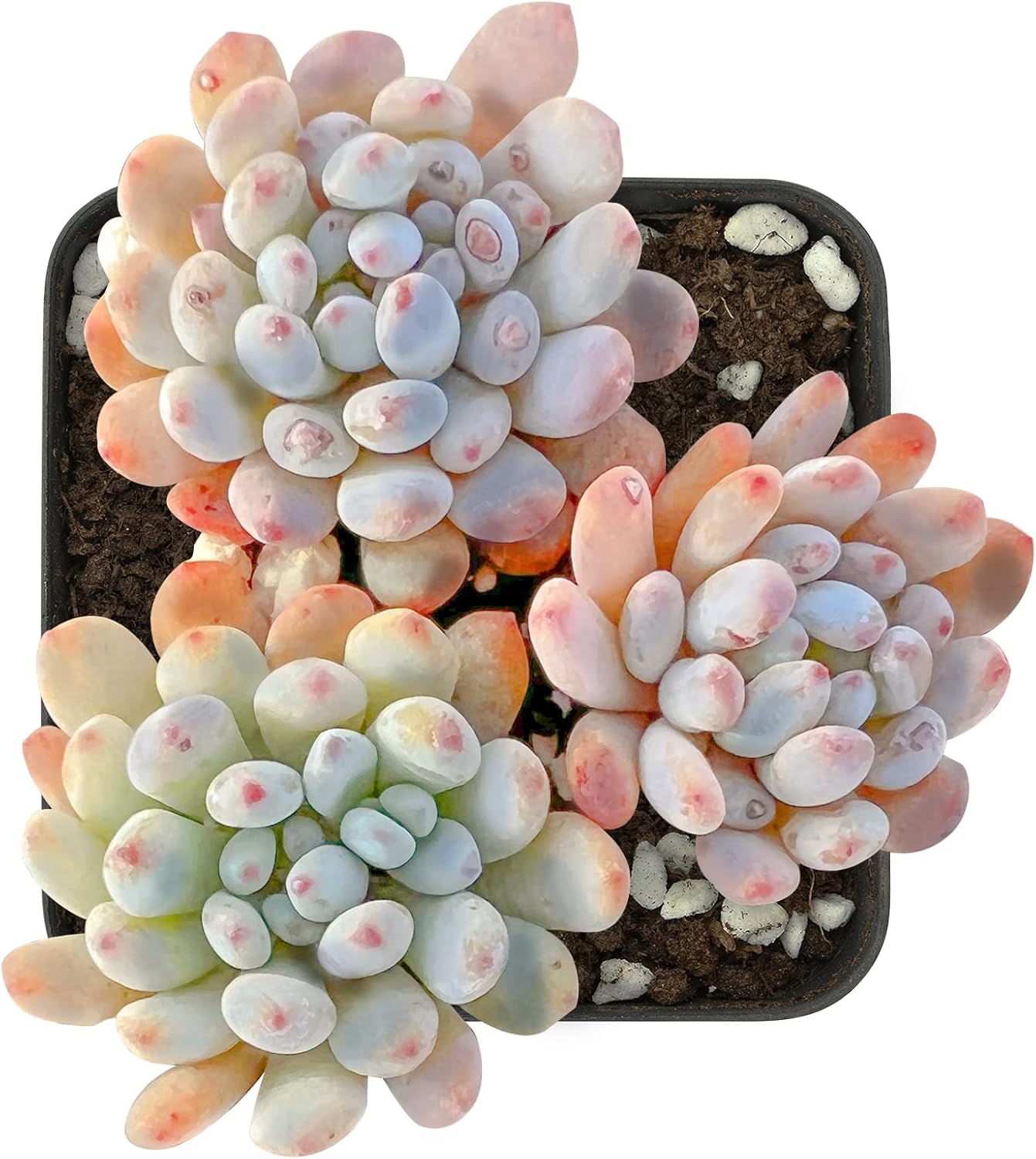 Sprout N Green Graptopetalum pachyphyllum 'Bluebean', Live Succulent Plant Fully Rooted in 2" Pots with Soil Mix, Rare Houseplant for Indoor Outdoor Home Office Wedding Decoration Party Favor