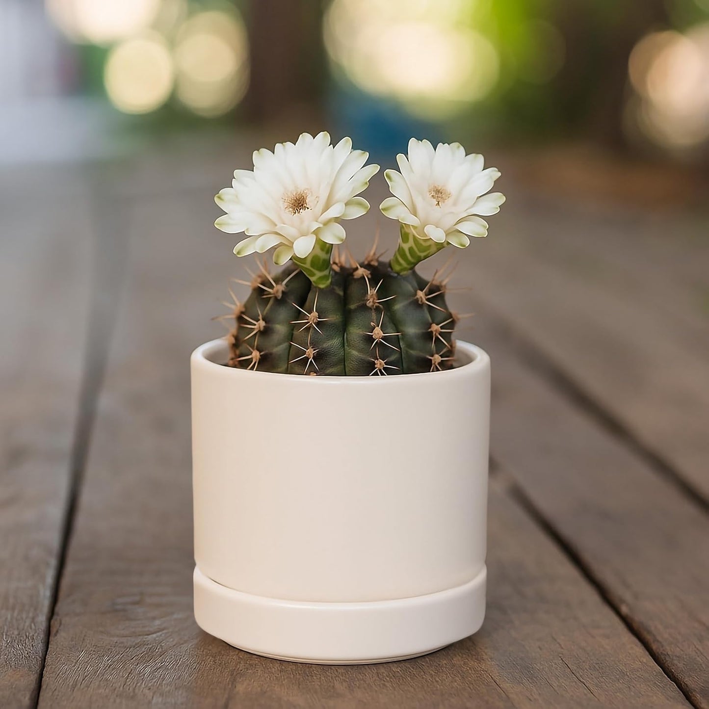 D'vine Dev Set of 2 Plants Pots, 3.5 Inch Ceramic Planter Pot for Plants with Drainage Hole and Saucer, Oatmeal, 94-V-A-8