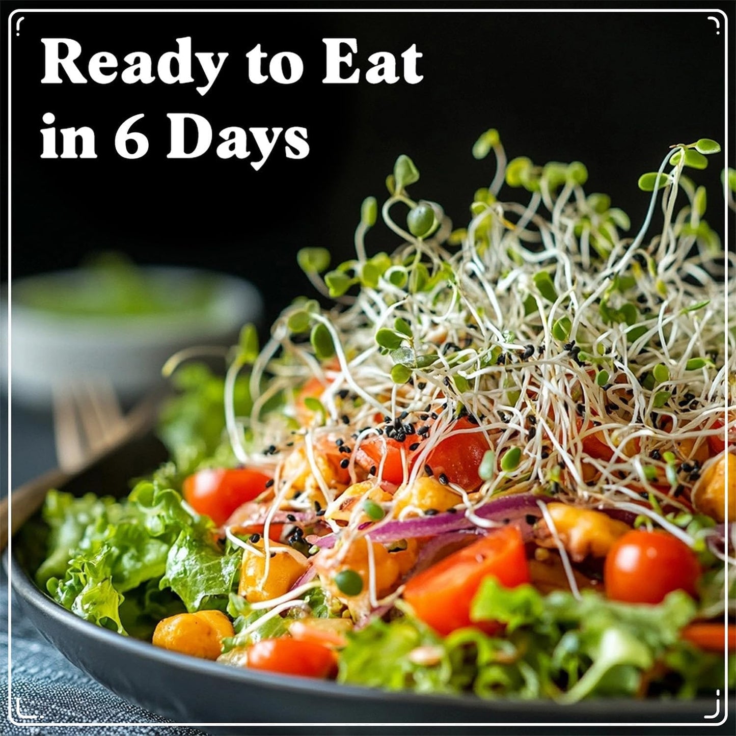 Seedboy Organic Sprouting Seeds - Longevity Blend- Non-GMO, USA Grown Microgreens Mix - Broccoli, Red Kale, Black Kale, Alfalfa - Makes Over 6 Quarts of Sprouts, 20 Servings (8 oz) (Longevity Blend)