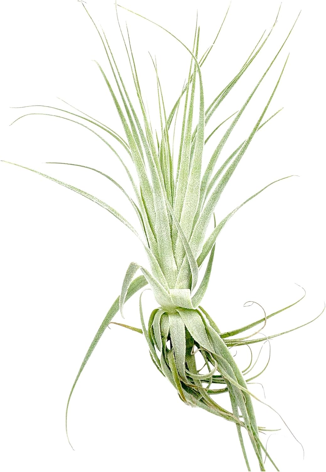 Live Air Plant - Tillandsia Gardneri 5-7” - 2ct - ragnaroc Rare Collectors Indoor Tropical Plant - Live Arrival Guaranteed - House Plants for Home Decor & Gift