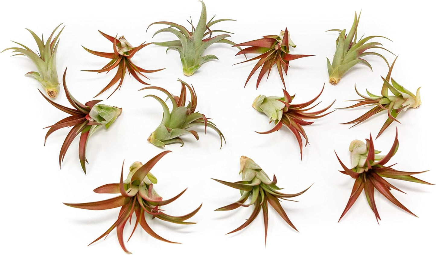 12 Pack Air Plants Red Abdita Tillandsia - Medium Air Plants Live Variety Pack - Live Succulent House Plant - Home Holders and Garden Decor - Easy Care Indoor and Outdoor Plants
