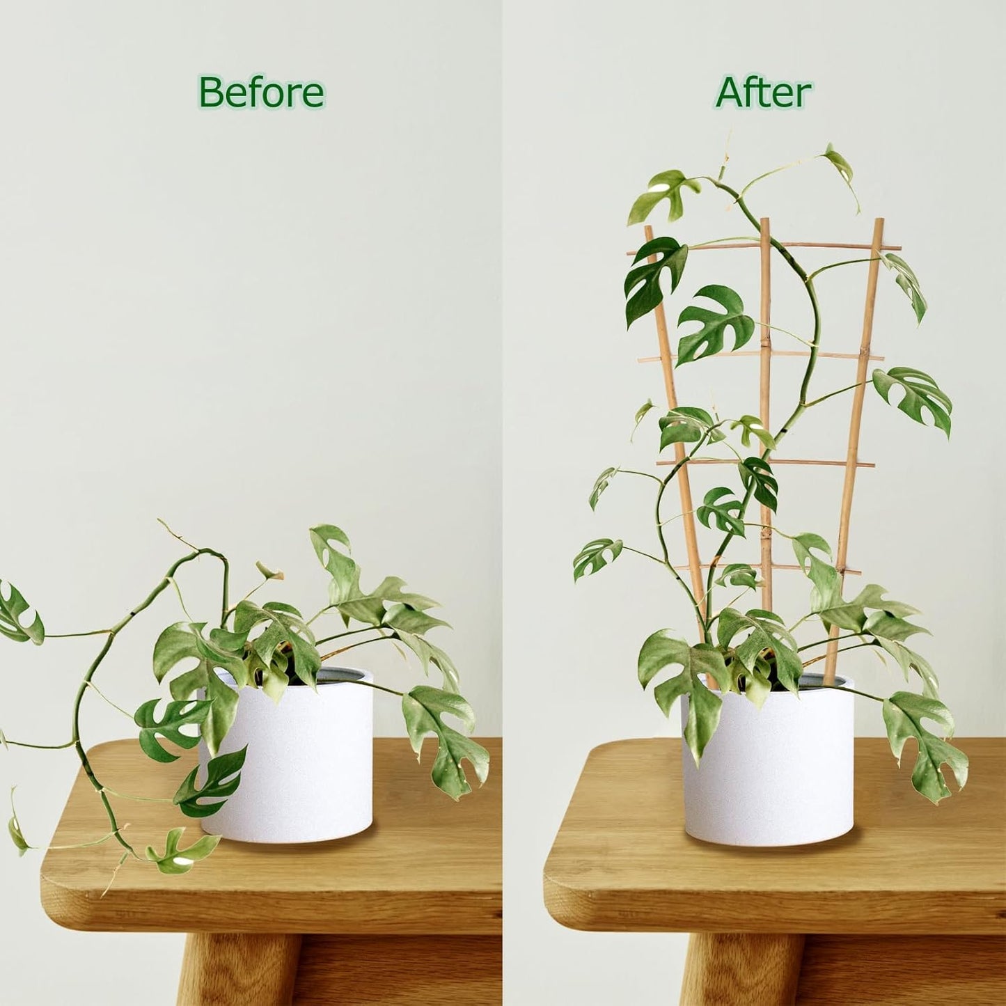 Plant Trellis Indoor 6 Pack Bamboo Trellis with Twist Ties, 16in Fan-Shaped Plant Trellises for Potted Plants Hoya Vines Monstera Houseplants