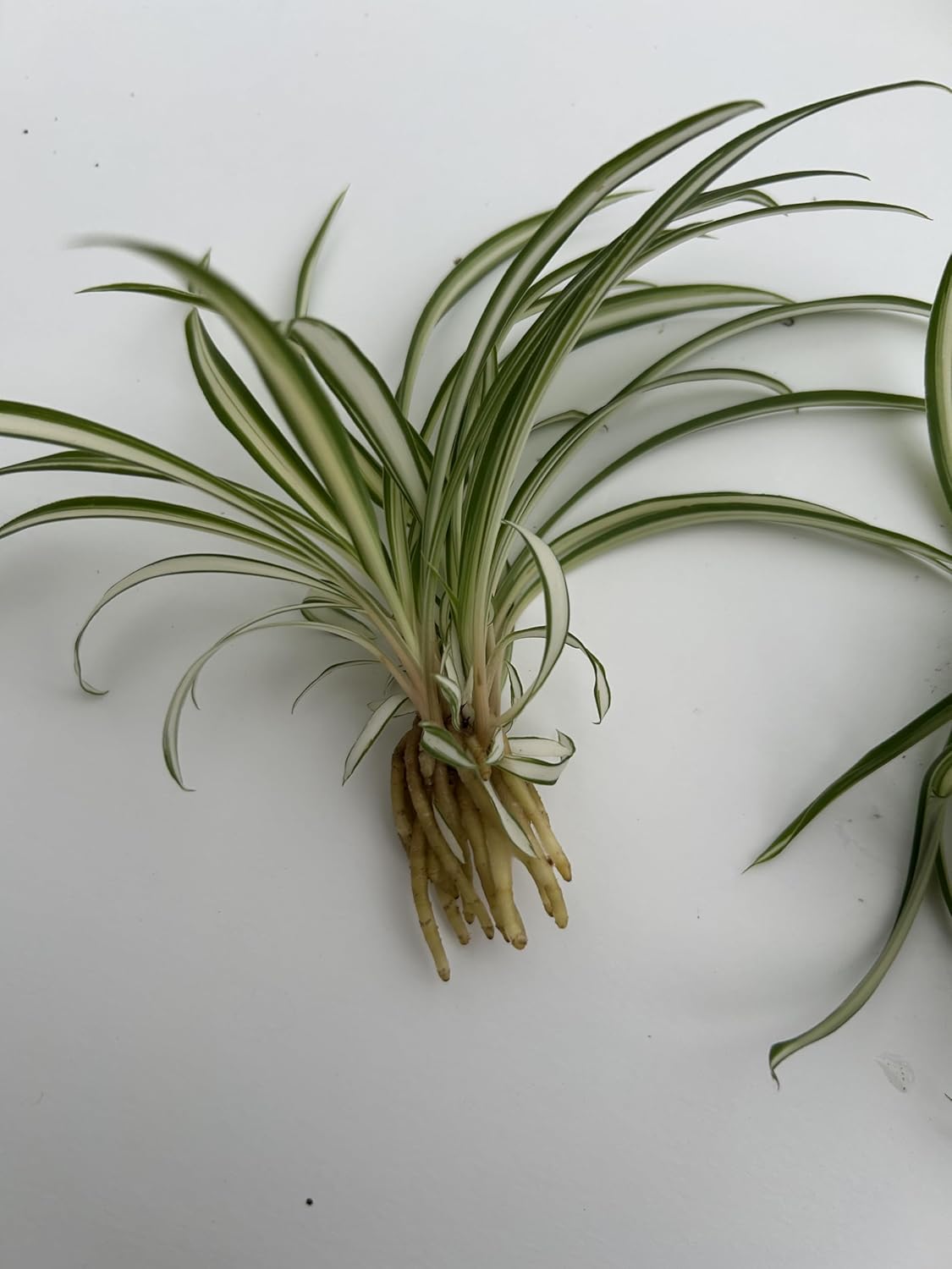 6 Pack Spider Plant Babies ~ Collectors Pack 6 Varieties ~ Airplane, Reverse, Hawaiian, Bonnie Curly, OG Green, Green Ocean - Live Starter Plants ~ Air Purifying, Low Maintenance, Easy Houseplant