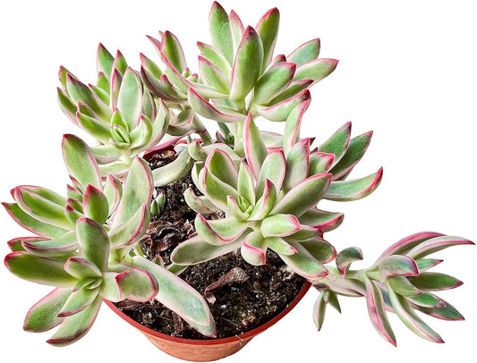 Sprout N Green Crassula rubricaulis 'Candy Cane', Live Succulent Fully Rooted in 4" Pot, Rare House Plant for Home Indoor Holiday Wedding Garden Decor, DIY Projects, Party Favor