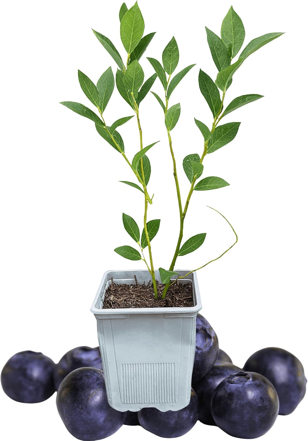Chandler Blueberry Plant, 1-Liter Pot - Extremely Large Blueberries! Live for Planting from Hand Picked Nursery