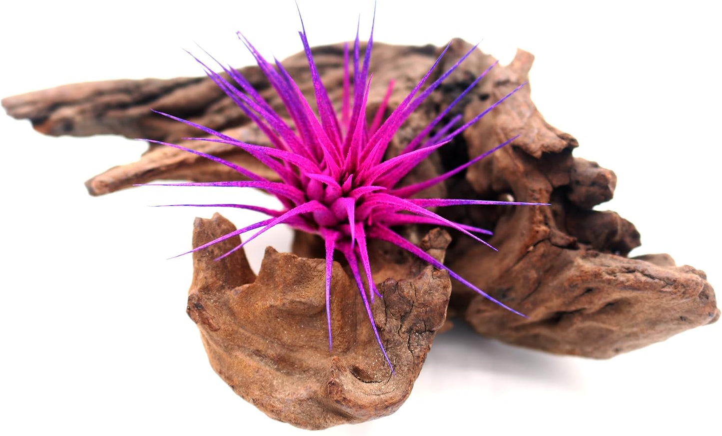 Dyed Tillandsia Ionantha Guatemala Enhanced Colored Colorful Air Plant Live Easy Care Indoor Outdoor Home Decor Gift Airplant by Awesome Industries Live Arrival Guaranteed (Moonbeam)